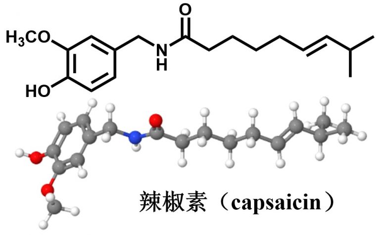 生活中的分子辣椒素capsaicin 化学空间 Chem Station