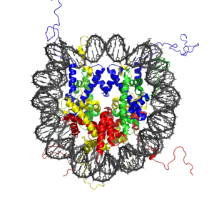 768px-Nucleosome_1KX5_colour_coded-300x300