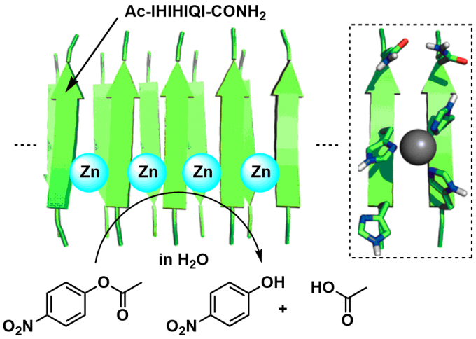 锌螯合型淀粉样纤维触媒的模式图（引文1）
