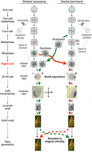 图3 Organismal Chiromorphology；人工干预胚胎4→8阶段致使卷型反转