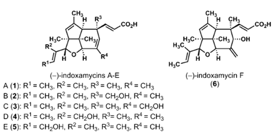 Total Synthesis of a Benzo-Fused Indoxamycin Core by Site