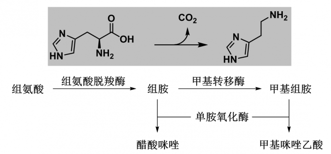 生活中的分子——组胺 | 化学空间 Chem-Station