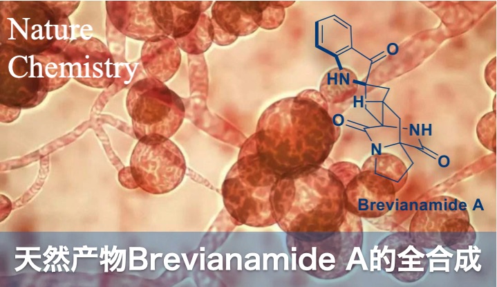 天然产物brevianamide A的全合成 化学空间chem Station