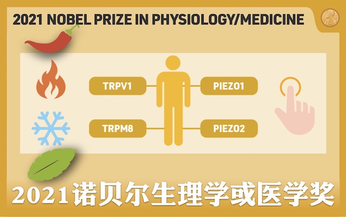 2021年诺贝尔生理学或医学奖| 化学空间Chem-Station
