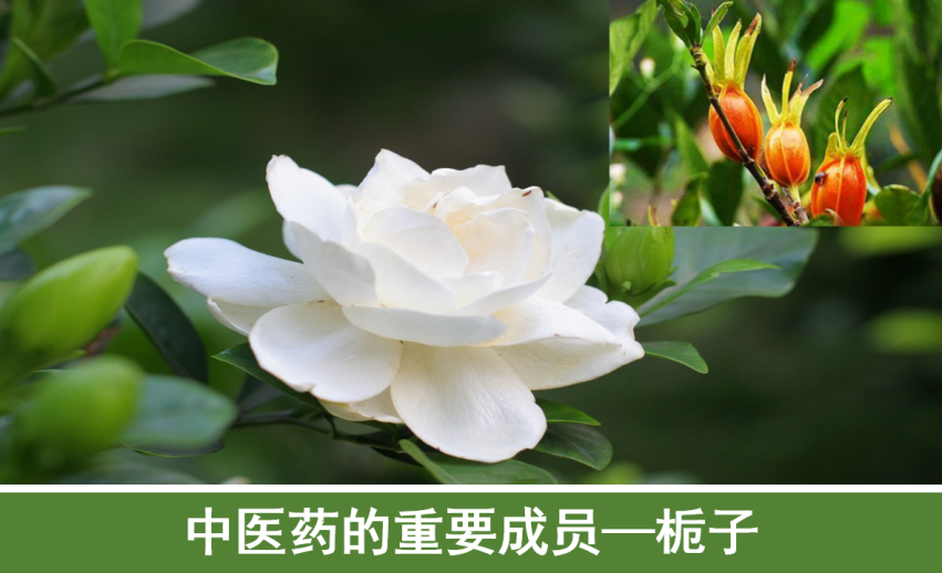 中医药的重要成员—栀子 | 化学空间 Chem-Station