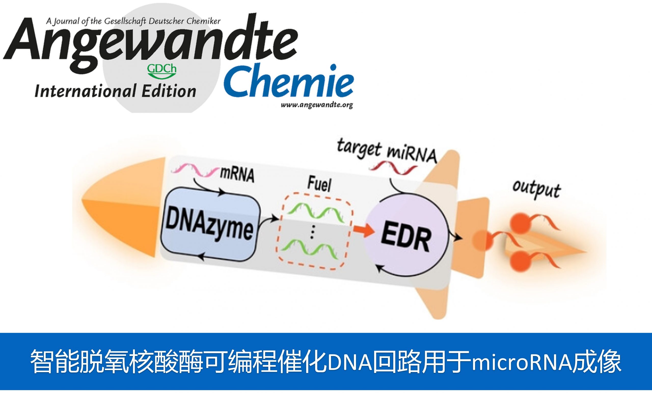 Angew：智能脱氧核酸酶可编程催化DNA回路用于microRNA成像 化学空间 ChemStation